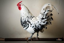 Uova Feconde Fertili Fecondate