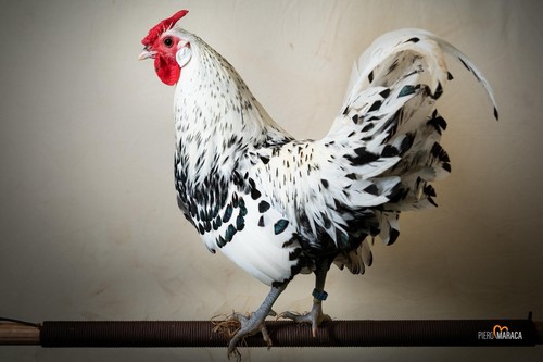 Uova feconde fertili - fertili, fecondate