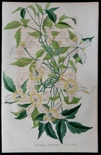 1843 - Clematis Montagna -