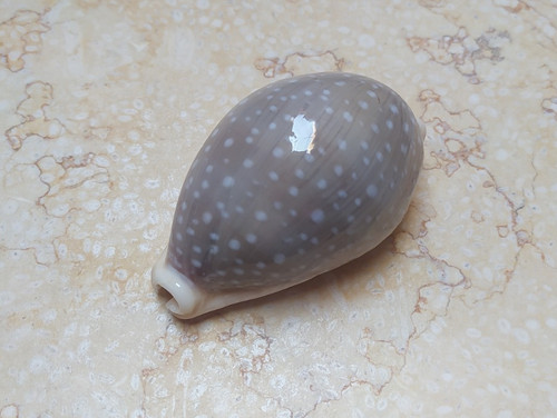 Cypraea camelopardalis - f,