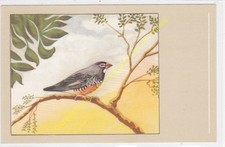 Uccello Bird Astrilde Quaglia