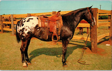 Cartolina Di Cavallo Appaloosa
