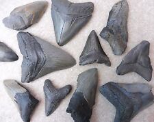 Megalodon Fossil Shark Teeth -