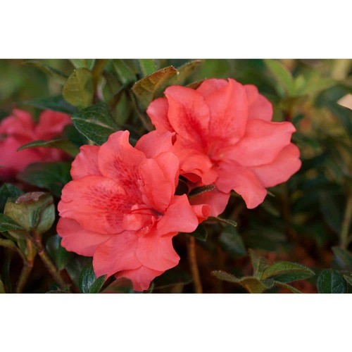Gal autumn princess azalea - 1,