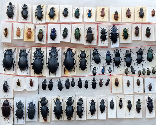 Carabidae set pezzi - carabidae, 77