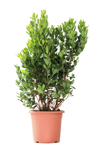 Arbutus unedo corbezzolo - unedo,