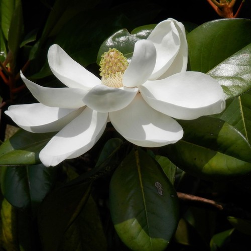 Pianta magnolia grandiflora - magnolia,