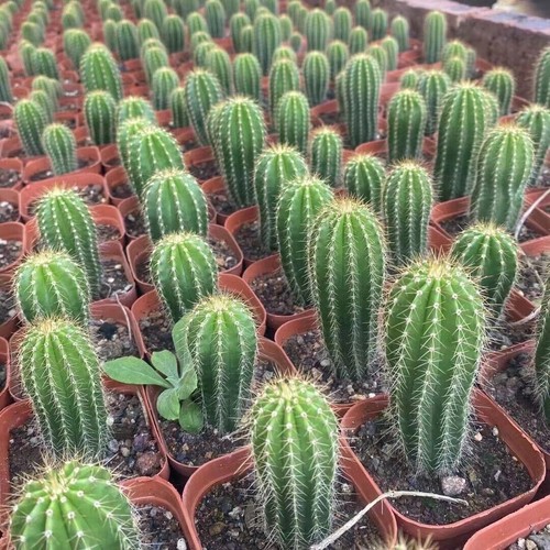 3pcs golden saguaro - saguaro,