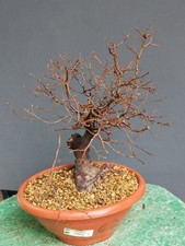 Bonsai Olmo Campestre 40x14cm