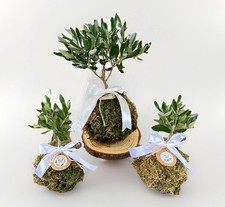 Set 10 pz Kokedama di Ulivo Olea Europea -Mini Ø8cm H 15/20cm