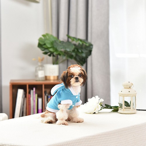 Costumi per cani piccola - cani,