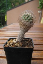 Turbinicarpus krainzianus v