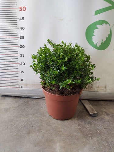 Pianta cuphea hyssopifolia - pianta,