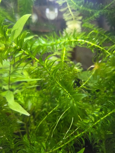 Potature piante acquatiche
