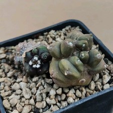 Gymnocalycium CV. Kikko