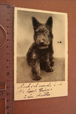 stupenda vecchia cartolina fotografica ritratto Scottish Terrier 1936