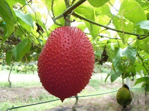 Momordica cochinensis gac - momordica, cochinensis,