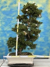 Joe Bonsai Rarità " Tateyama