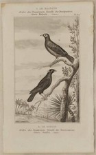BUFFON ORIGINALE 1850 MERLO PARLANTE MYNAS MAINATE UCCELLI ORNITOLOGIA BIRDS