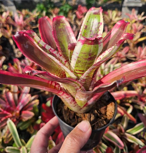 Bromelia neoregelia maggio - neoregelia,