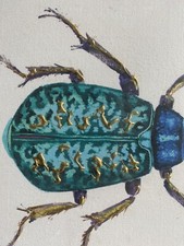 Coppia Acquarello Insetto Coleottero Anoplophora Sumatra Beetle Colori Vivaci