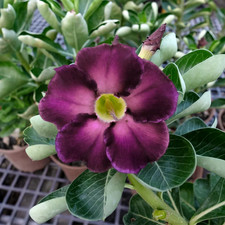 Adenium obesum ebay - ko,