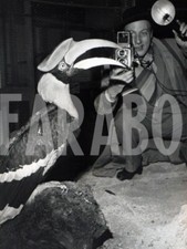 Foto vintage Uccelli, 1961, Bucero maggiore, Stampa 17 x 12 cm