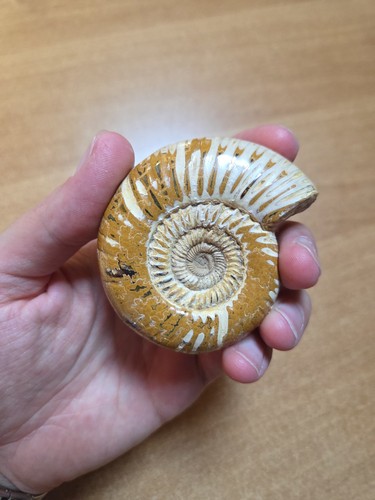 Ammonite fossile autentica del - fossile,