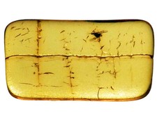 Insetto ambra fossile - in,