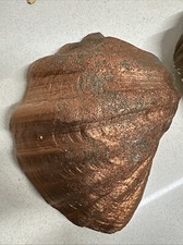 Tridacna Bronzata + Altre