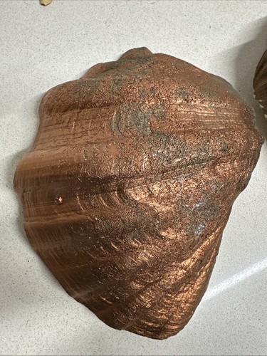 Tridacna bronzata altre - tridacna,
