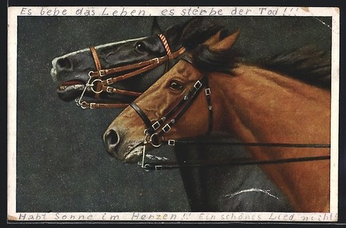 Cartolina cavallo nero - cartolina, e