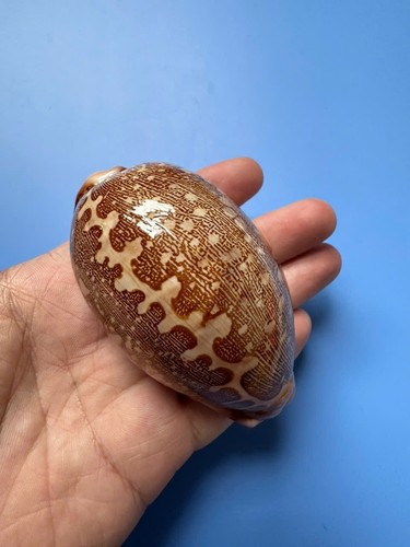 Cypraea mappa f - 86,4, |f+++|
