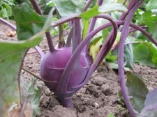 Cavolo rapa Purple Vienna -