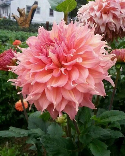 Sale196 dalia dalia doppia