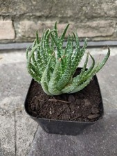 Aloe Humilis Pianta grassa