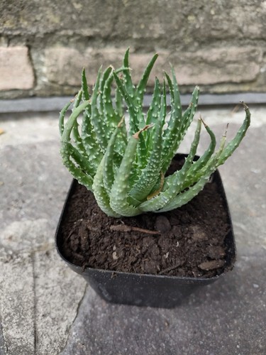 Aloe humilis pianta - aloe,