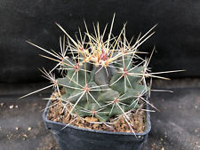 THELOCACTUS RINCONENSIS - VIVAIO IL GIARDINO DI MAYA- CACTUS B25