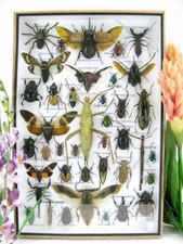 Bellissimi insetti imbalsamati
