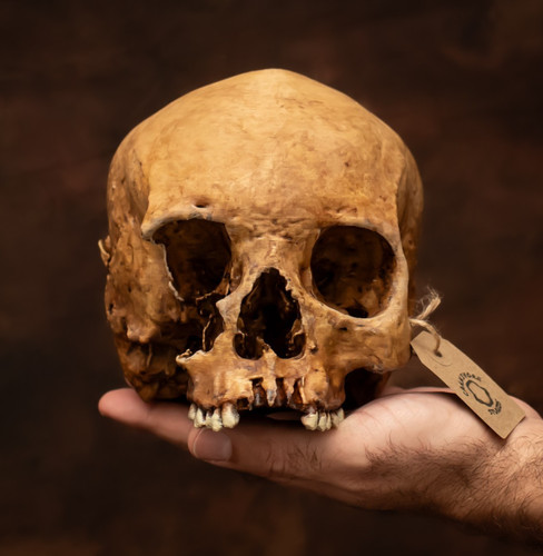 Hand painted human skull - painted,