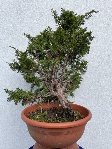 Ginepro itoigawa - ginepro,