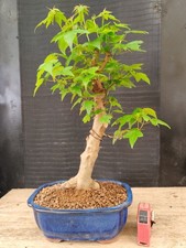 bonsai di  acero buergerianum