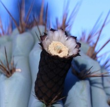 Azureocereus hertlingianus SEEDS - SEMI Torcia di Cactus | Torcia Blu