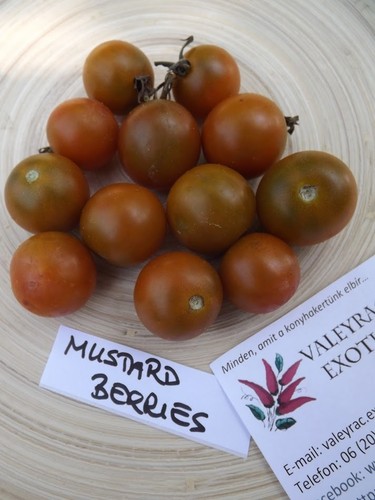 Pomodoro bacche senape - pomodoro,