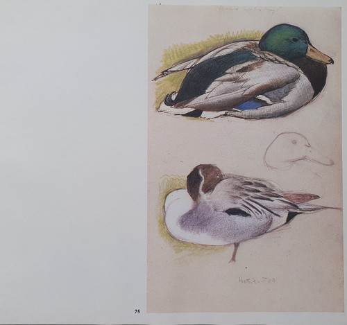 Bellissima tunnicliffe stampa - bellissima,