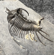 Psychopyge elegans Trilobite