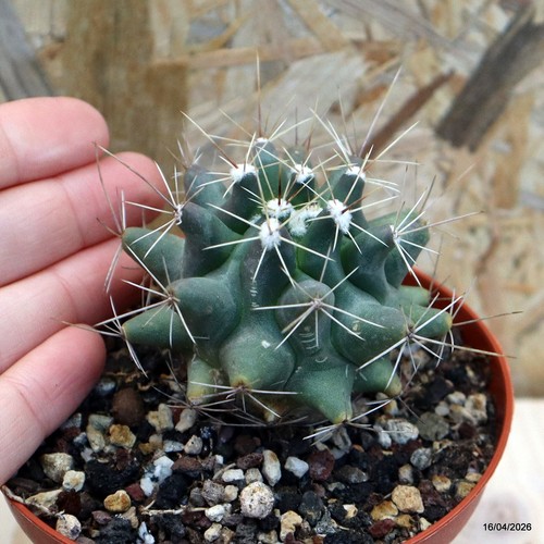 Thelocactus matudae z176 vaso - thelocactus,