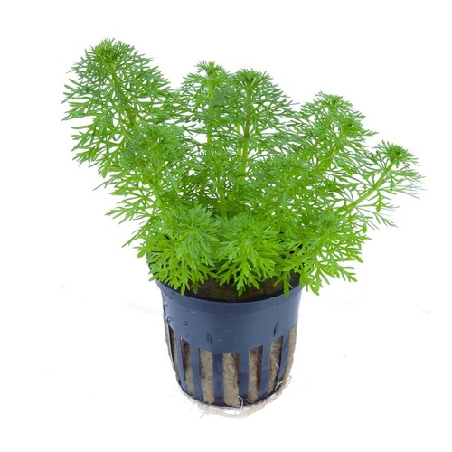 Limnophila heterophylla