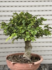 Olmo cinese - Bonsai di olmo 