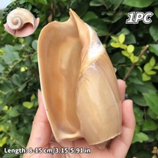 8-15CM Naturale Conchiglia
